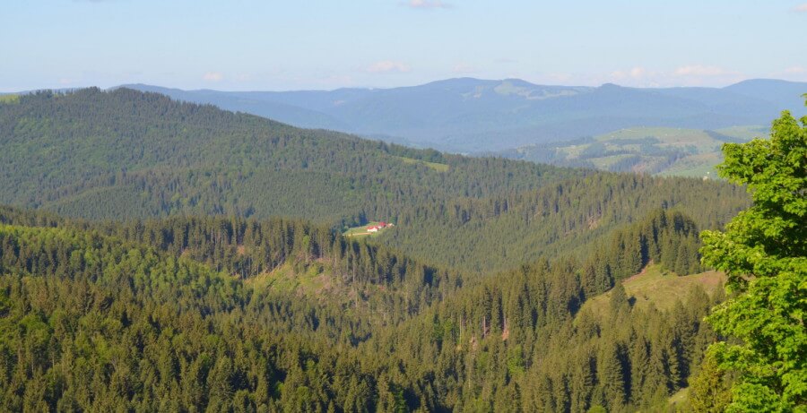 Bosque de hayas en primavera en Rumanía