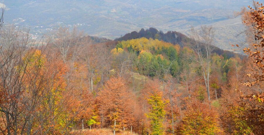 los bosques de los carpatos en otono