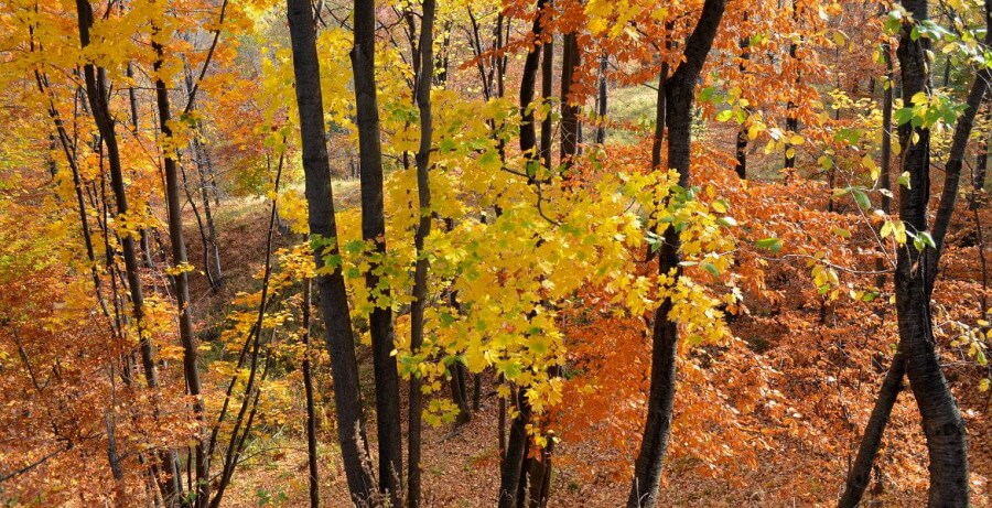 los bosques de los carpatos en otono