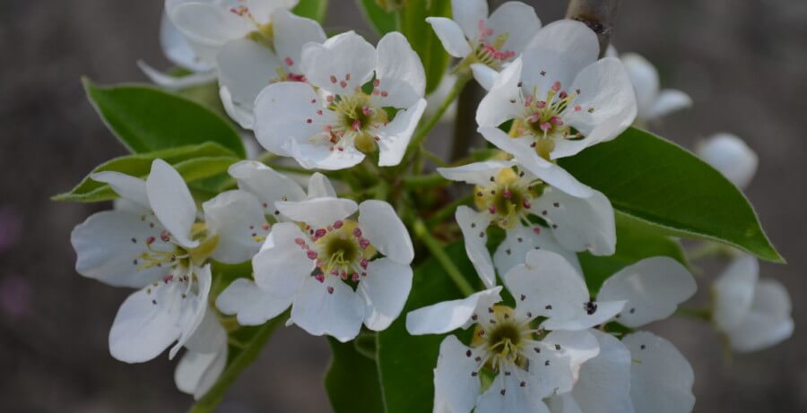 primavera en Rumanía