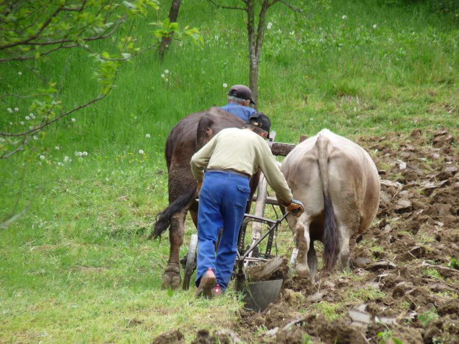 fotos de rumania rural