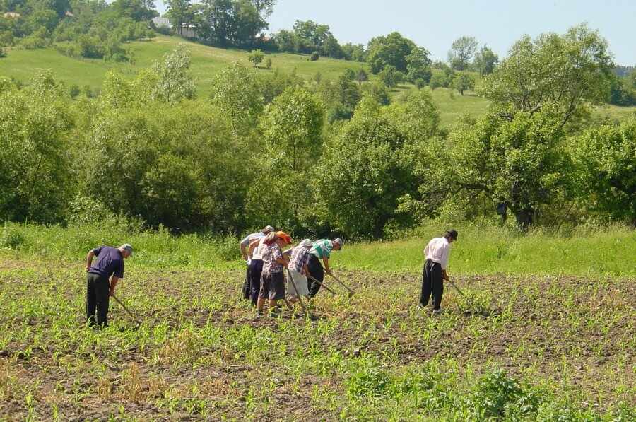 capesinos trabajando al tierra en rumania
