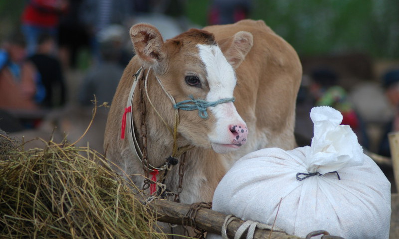 vida rural en Rumania